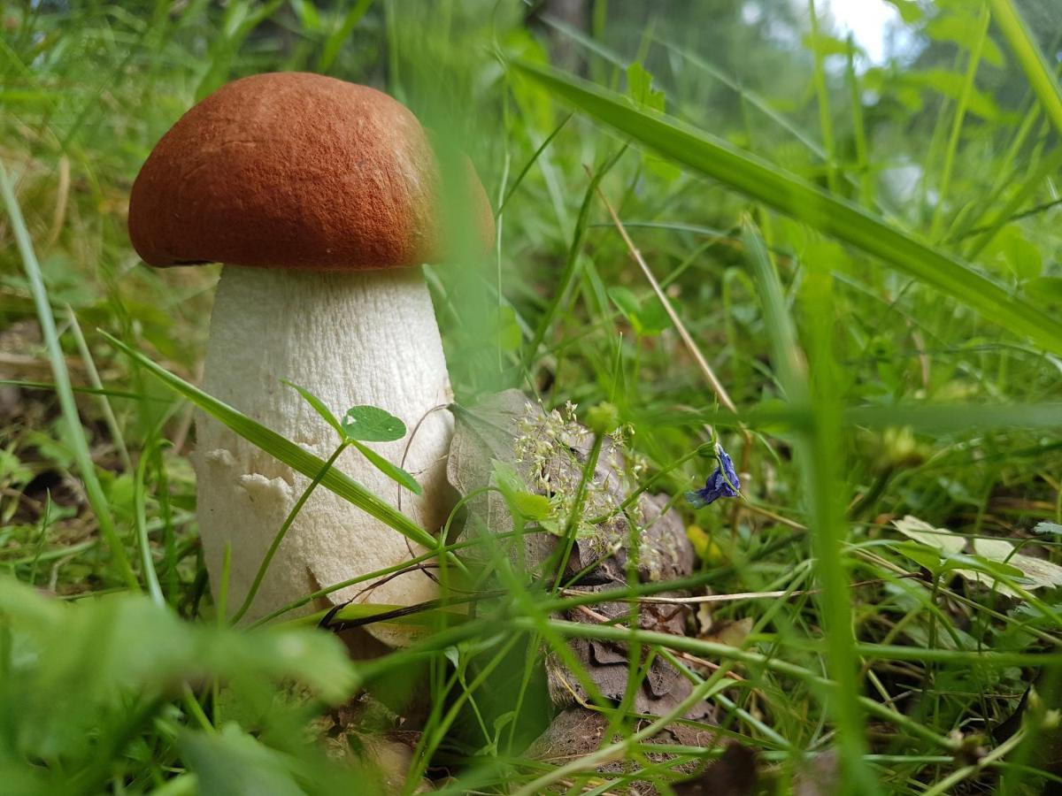 Stachelisko - Domki I Pokoje Chocholow Eksteriør billede